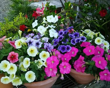 庭の花
